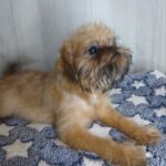 Ella-female-Brussels-Griffon-puppy-for-sale-2
