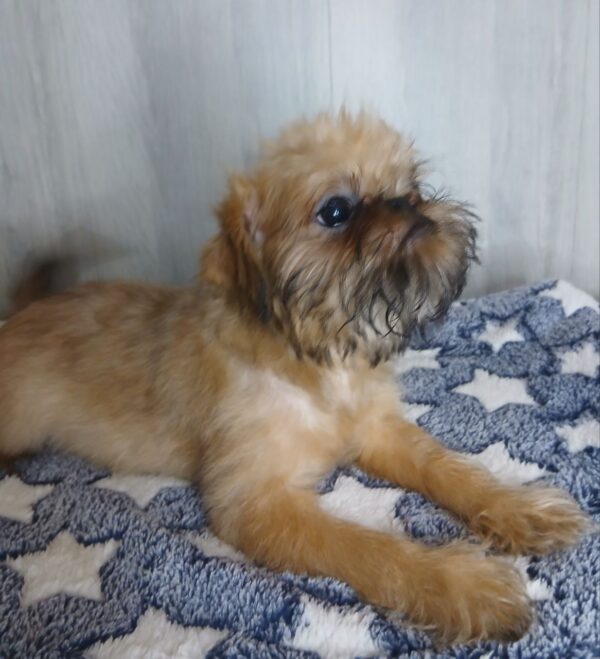 Ella Brussels Griffon Ella Brussels Griffon