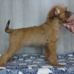 Ella-female-Brussels-Griffon-puppy-for-sale-3