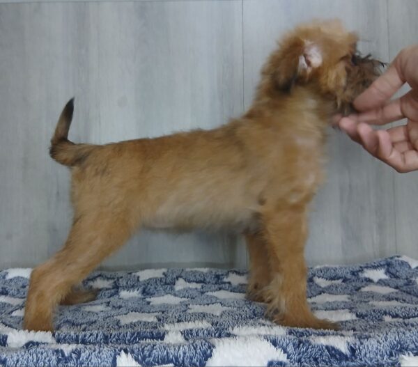 Ella Brussels Griffon Ella Brussels Griffon