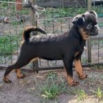 Elma-female-Griffon-puppy-for-sale-1