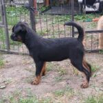 Elma-female-Griffon-puppy-for-sale-2