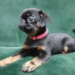 Elma-female-Griffon-puppy-for-sale-3