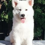 Elysia-female-White-Swiss-Shepherd-puppy-for-sale-1