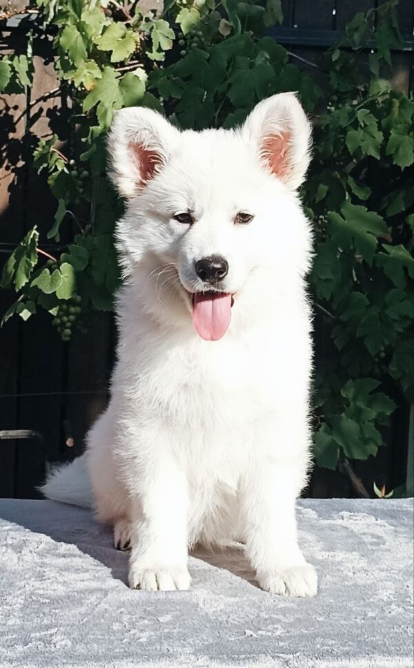 Elysia White Swiss Shepherd Elysia White Swiss Shepherd
