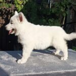 Elysia-female-White-Swiss-Shepherd-puppy-for-sale-2