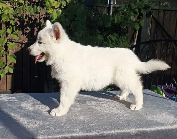 Elysia White Swiss Shepherd Elysia White Swiss Shepherd