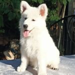Elysia-female-White-Swiss-Shepherd-puppy-for-sale-3