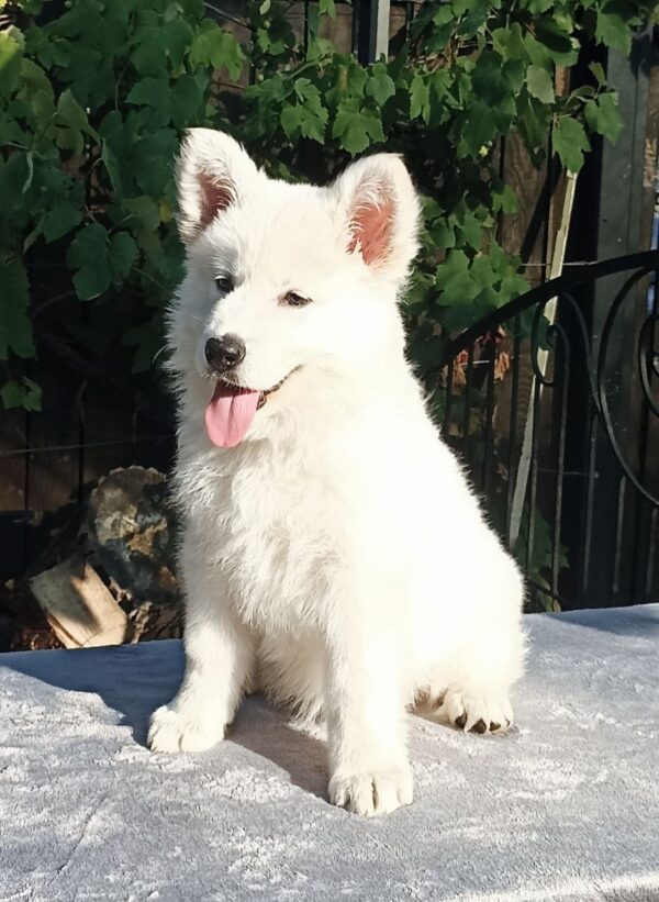 Elysia White Swiss Shepherd Elysia White Swiss Shepherd