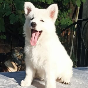 Elysia White Swiss Shepherd Elysia White Swiss Shepherd