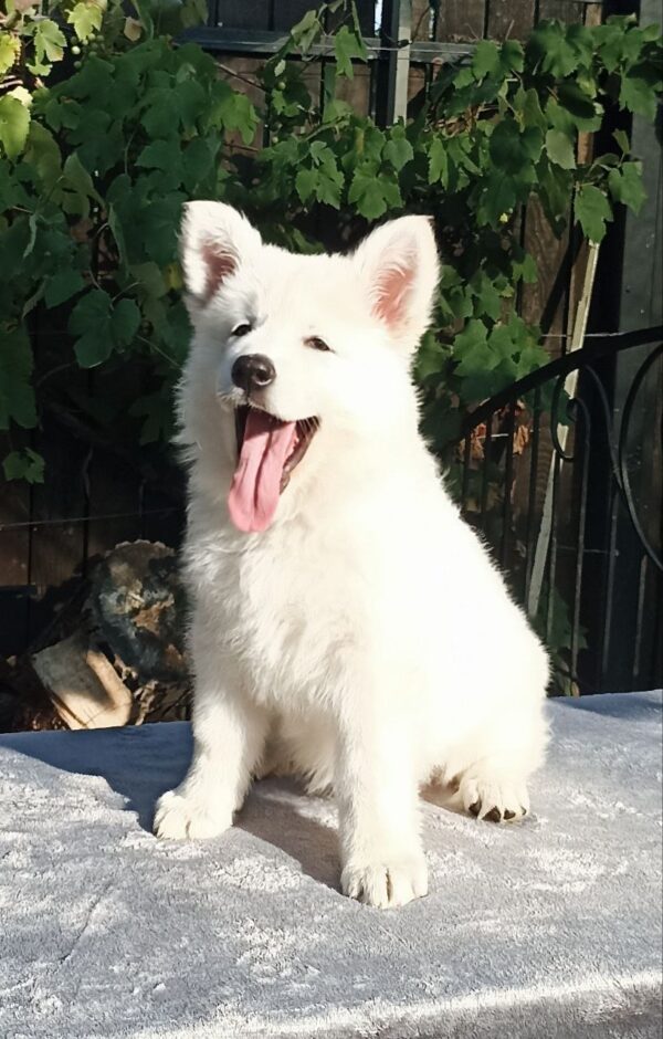 Elysia White Swiss Shepherd Elysia White Swiss Shepherd