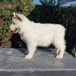 Elysia-female-White-Swiss-Shepherd-puppy-for-sale-5