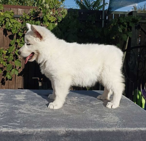 Elysia White Swiss Shepherd Elysia White Swiss Shepherd