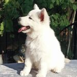 Elysia-female-White-Swiss-Shepherd-puppy-for-sale-6