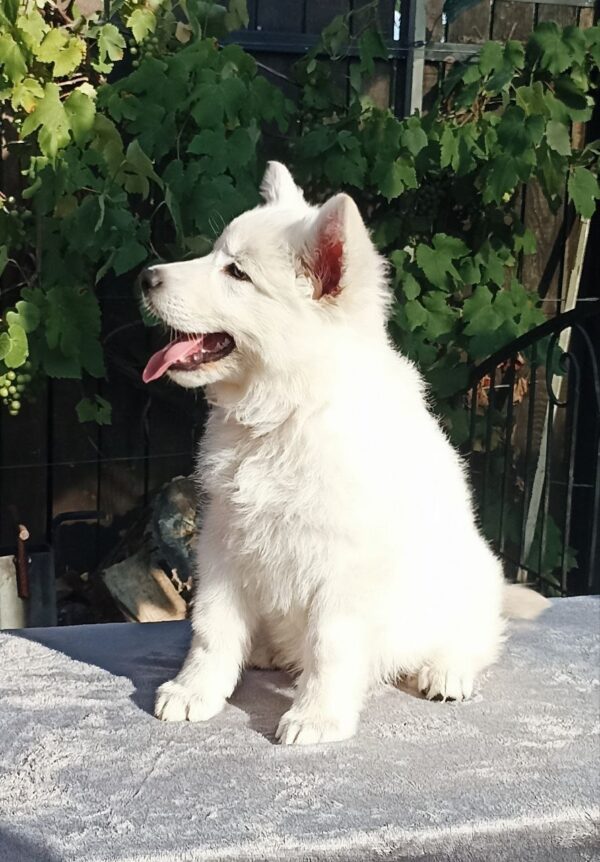 Elysia White Swiss Shepherd Elysia White Swiss Shepherd