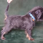 Enos-male-Brussels-Griffon-puppy-for-sale-1