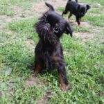 Enos-male-Brussels-Griffon-puppy-for-sale-2