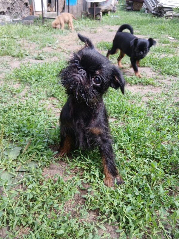 Enos Brussels Griffon Enos Brussels Griffon