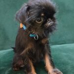 Enos-male-Brussels-Griffon-puppy-for-sale-3