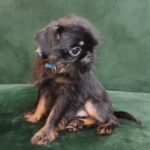 Enos-male-Brussels-Griffon-puppy-for-sale-4