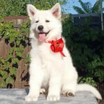 Estelle-female-White-Swiss-Shepherd-puppy-for-sale-1