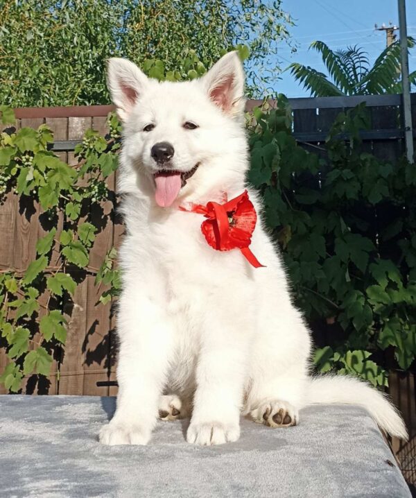 Estelle White Swiss Shepherd Estelle White Swiss Shepherd