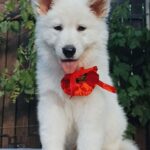 Estelle-female-White-Swiss-Shepherd-puppy-for-sale-2