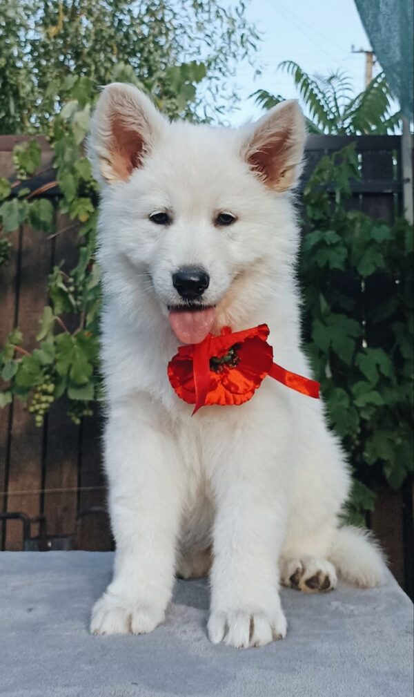 Estelle White Swiss Shepherd Estelle White Swiss Shepherd