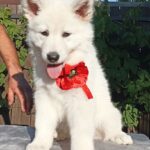 Estelle-female-White-Swiss-Shepherd-puppy-for-sale-3