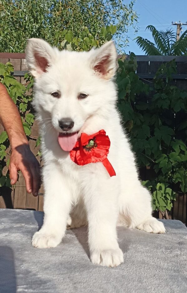 Estelle White Swiss Shepherd Estelle White Swiss Shepherd