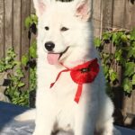 Estelle-female-White-Swiss-Shepherd-puppy-for-sale-4