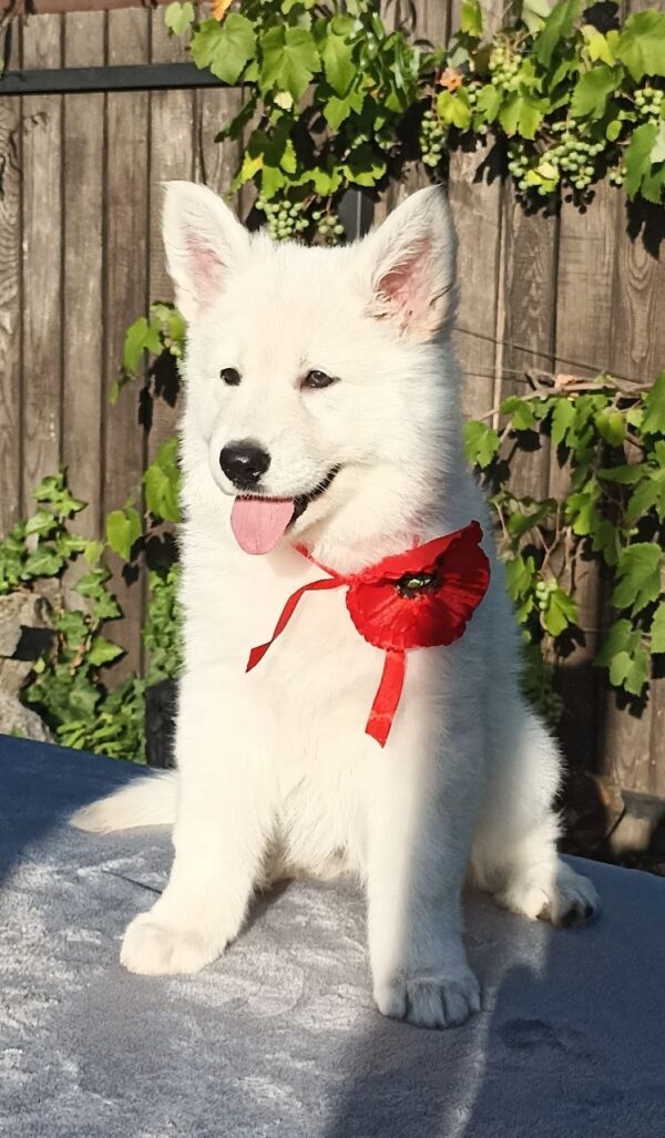 Estelle White Swiss Shepherd Estelle White Swiss Shepherd