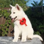 Estelle-female-White-Swiss-Shepherd-puppy-for-sale-5
