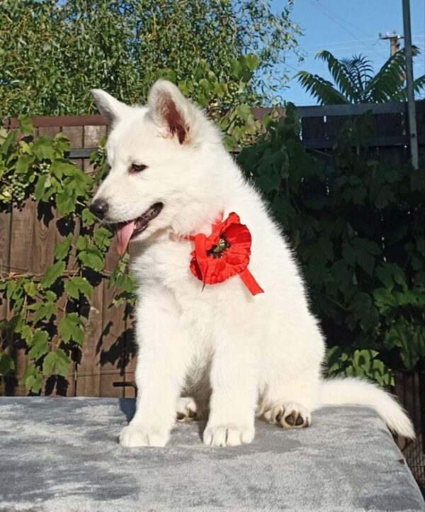 Estelle White Swiss Shepherd Estelle White Swiss Shepherd