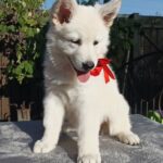 Estelle-female-White-Swiss-Shepherd-puppy-for-sale-6