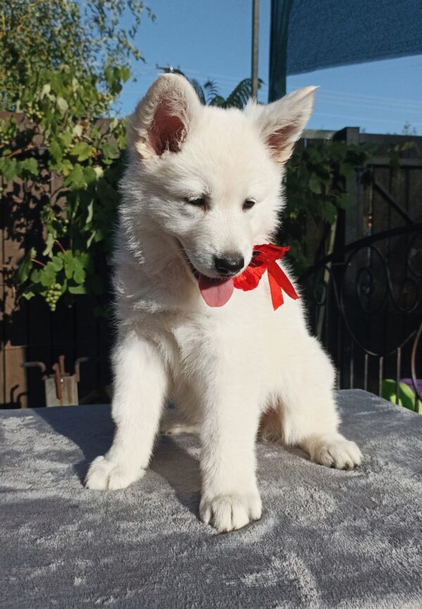 Estelle White Swiss Shepherd Estelle White Swiss Shepherd