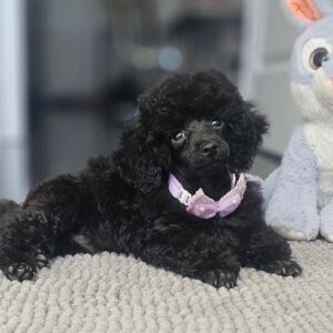 Etaro Toy Poodle Etaro Toy Poodle