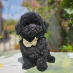 Etaro-male-toy-poodle-puppy-for-sale- (1)