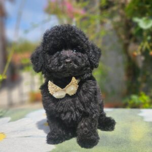 Etaro Toy Poodle Etaro Toy Poodle