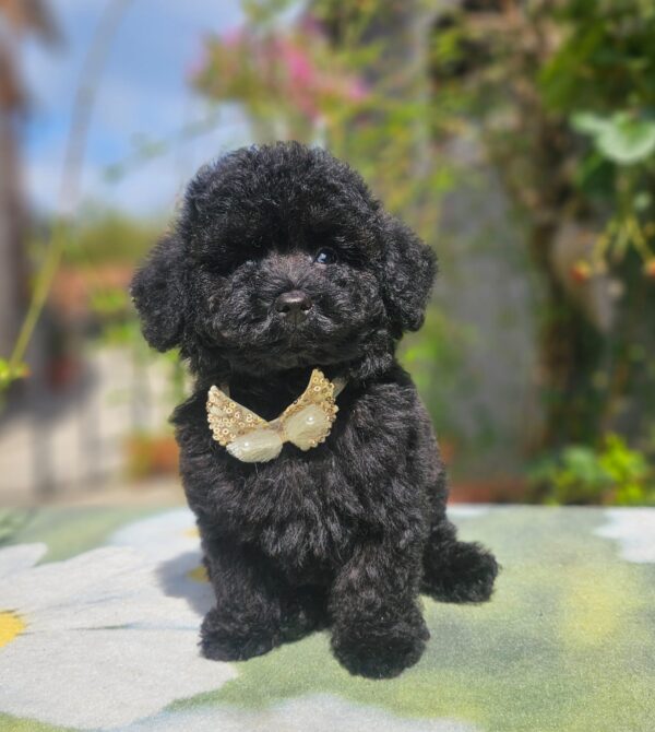 Etaro Toy Poodle Etaro Toy Poodle