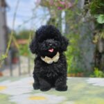 Etaro-male-toy-poodle-puppy-for-sale- (2)