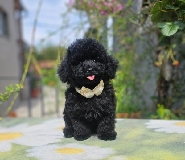 Etaro Toy Poodle Etaro Toy Poodle