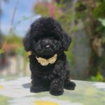 Etaro-male-toy-poodle-puppy-for-sale- (3)