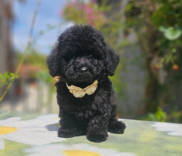Etaro Toy Poodle Etaro Toy Poodle
