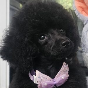 Etaro Toy Poodle Etaro Toy Poodle