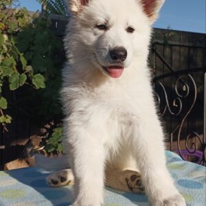 Everest White Swiss Shepherd Everest White Swiss Shepherd