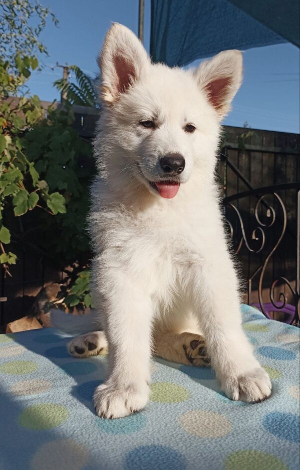 Everest White Swiss Shepherd Everest White Swiss Shepherd