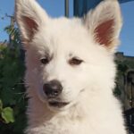 Everest-male-White-Swiss-Shepherd-puppy-for-sale-2