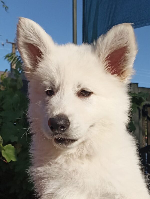 Everest White Swiss Shepherd Everest White Swiss Shepherd