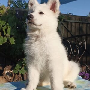 Everest White Swiss Shepherd Everest White Swiss Shepherd